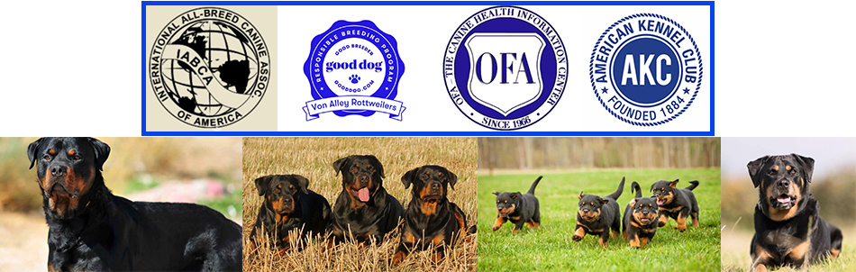 Von Alley Rottweilers | Won Alley Rottweilers in Cincinnati Ohio