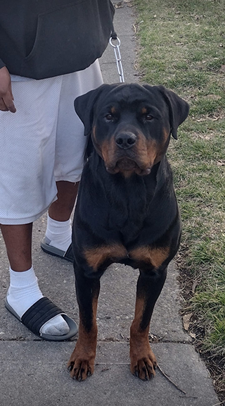 Von Alley Rottweilers | Won Alley Rottweilers in Cincinnati Ohio