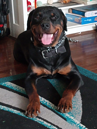 Von Alley Rottweilers | Won Alley Rottweilers in Cincinnati Ohio