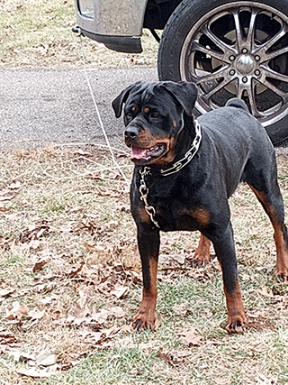 Von Alley Rottweilers | Won Alley Rottweilers in Cincinnati Ohio