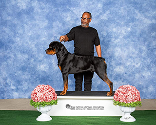 Von Alley Rottweilers | Won Alley Rottweilers in Cincinnati Ohio