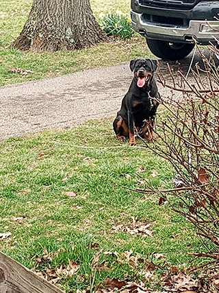 Von Alley Rottweilers | Won Alley Rottweilers in Cincinnati Ohio