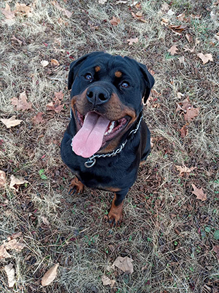 Von Alley Rottweilers | Won Alley Rottweilers in Cincinnati Ohio