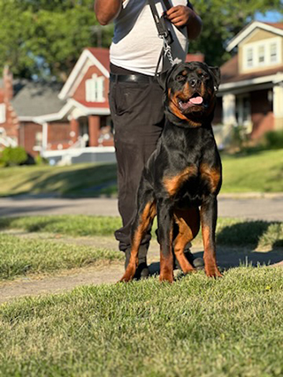 Von Alley Rottweilers | Won Alley Rottweilers in Cincinnati Ohio