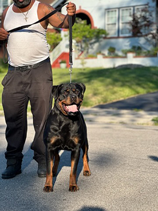 Von Alley Rottweilers | Won Alley Rottweilers in Cincinnati Ohio