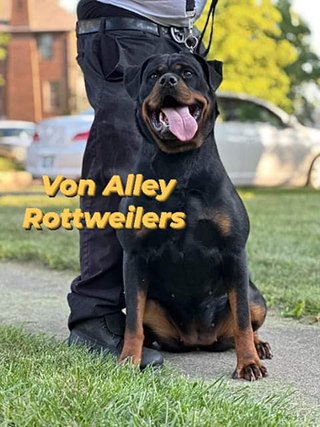 Von Alley Rottweilers | Won Alley Rottweilers in Cincinnati Ohio