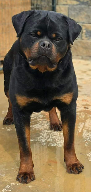 Von Alley Rottweilers | Won Alley Rottweilers in Cincinnati Ohio